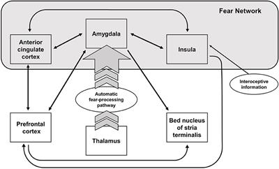 Spider Phobia: Neural Networks Informing Diagnosis and (Virtual/Augmented Reality-Based) Cognitive Behavioral Psychotherapy—A Narrative Review